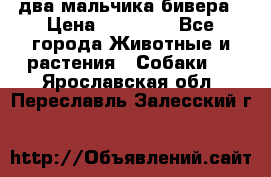 два мальчика бивера › Цена ­ 19 000 - Все города Животные и растения » Собаки   . Ярославская обл.,Переславль-Залесский г.
